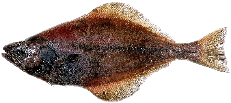 arrowtoothflounder.gif